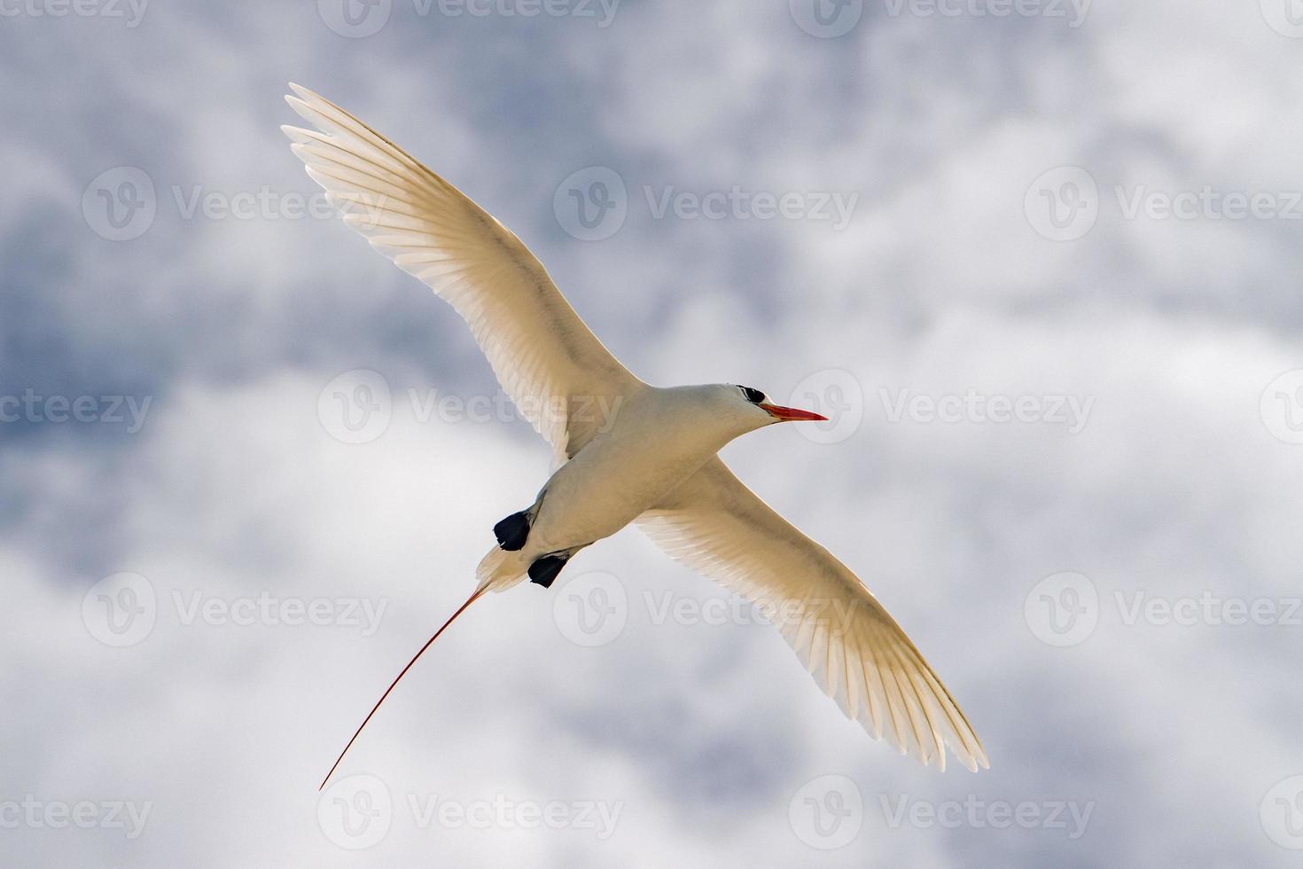 red tail tropic bird Phaethon rubricauda while flying photo