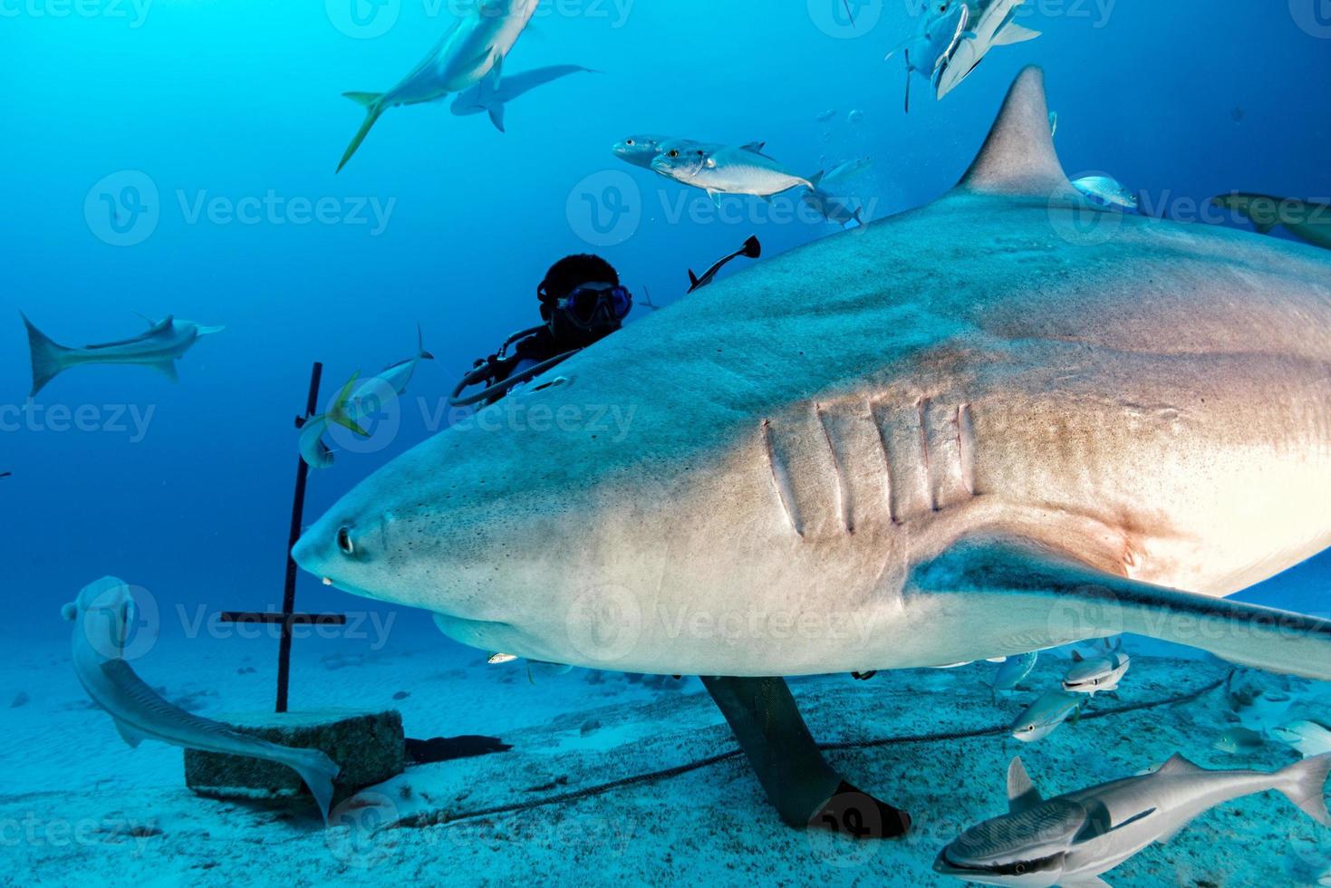 bull shark while ready to attack while feeding photo