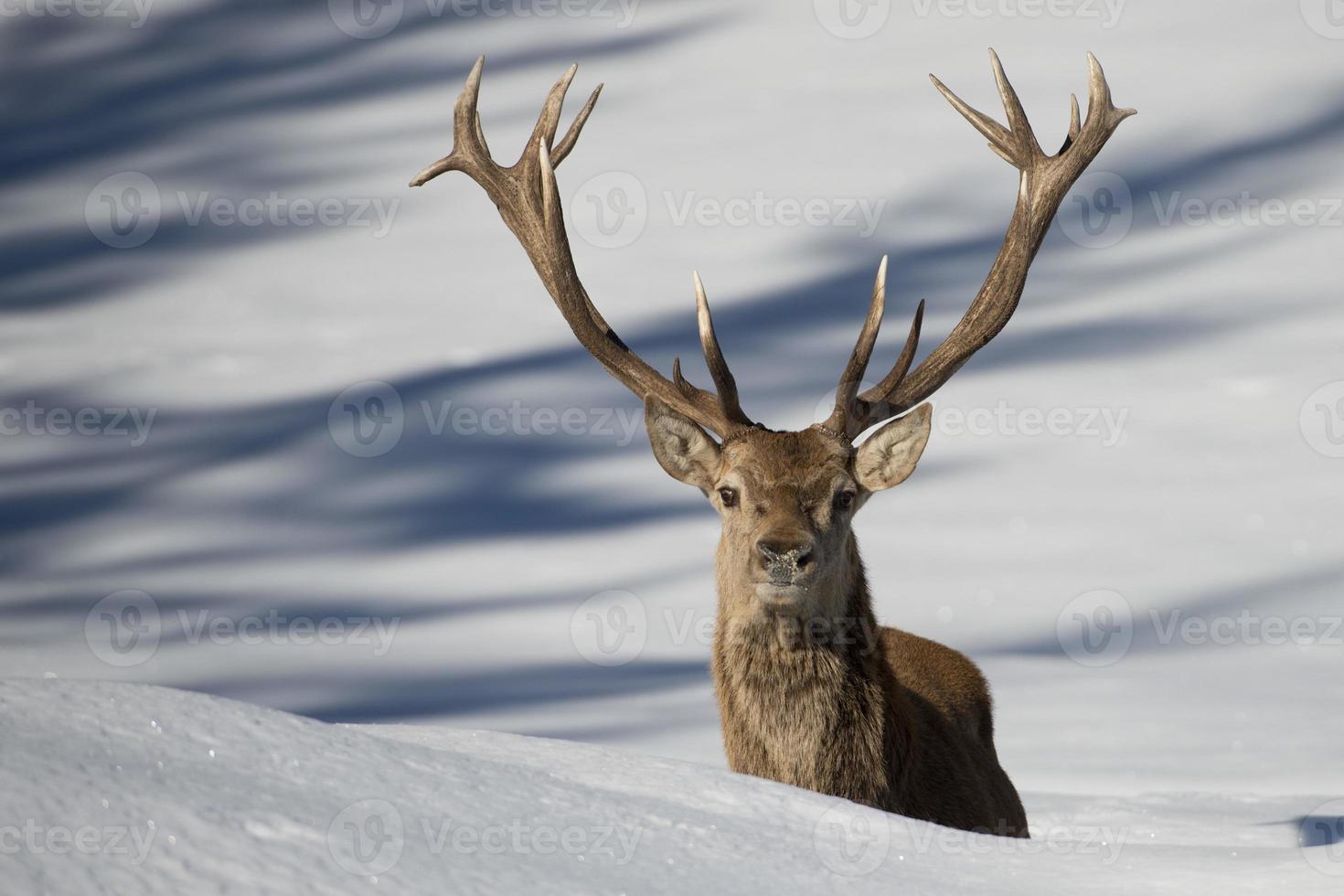 Deer on the snow background photo