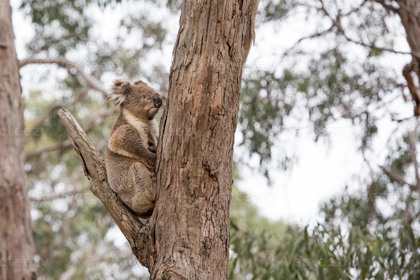 Wild koala on a tree photo