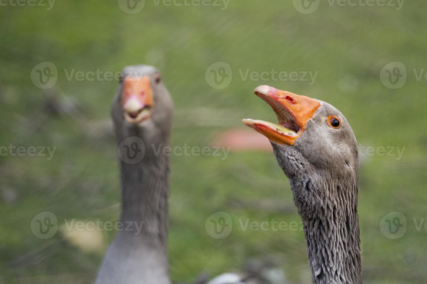 Goose isolated close up portrait photo