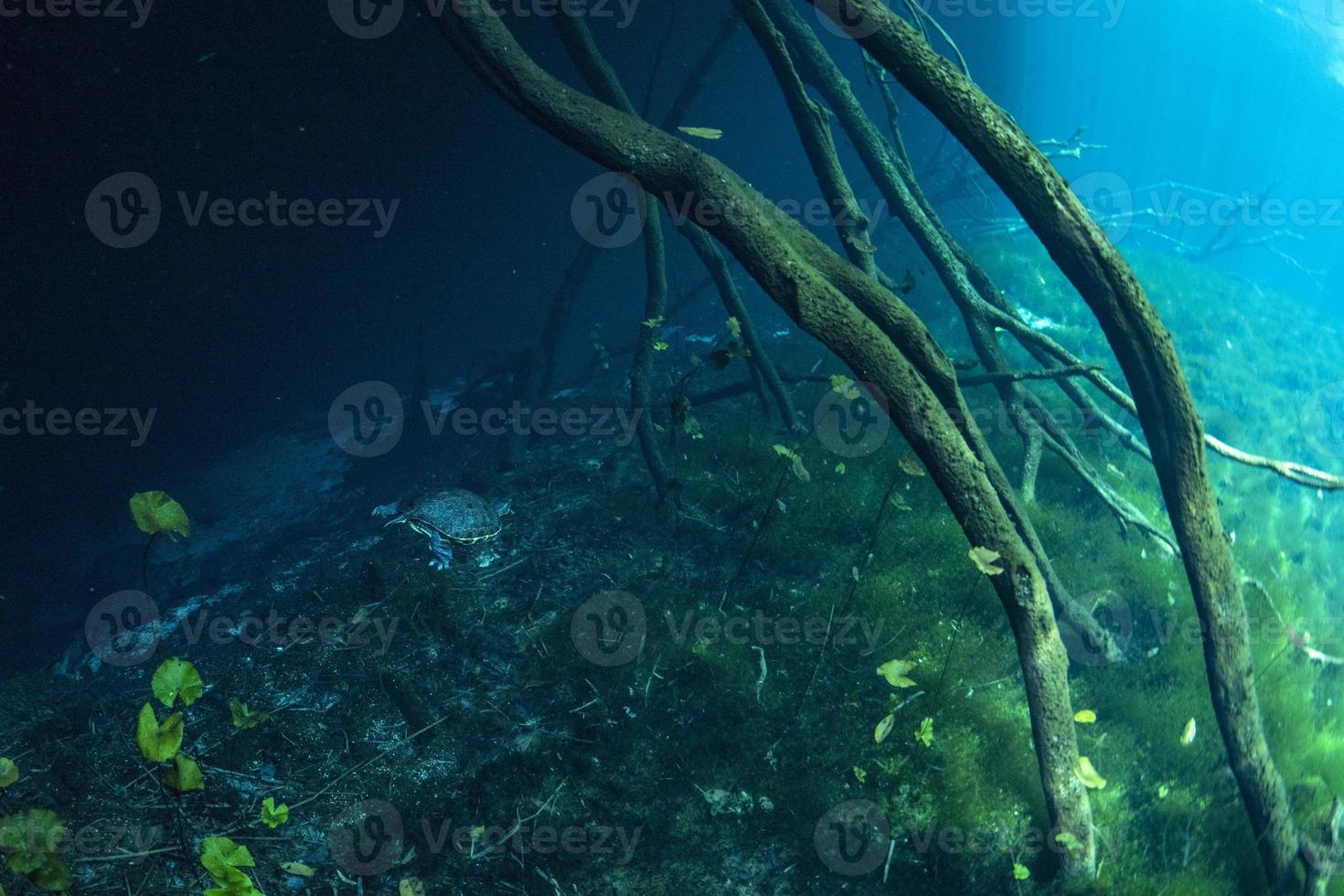 buceo en cuevas en cenotes mexicanos foto