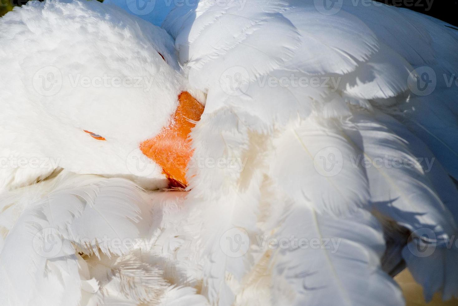 Goose isolated close up portrait photo