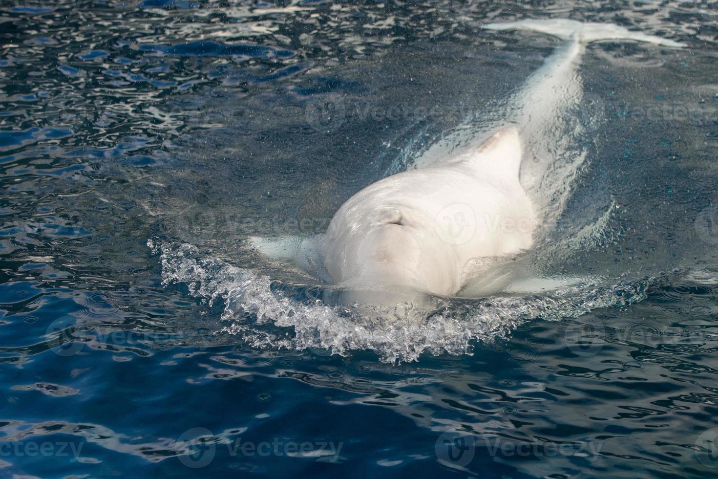 Beluga whale white dolphin portrait photo