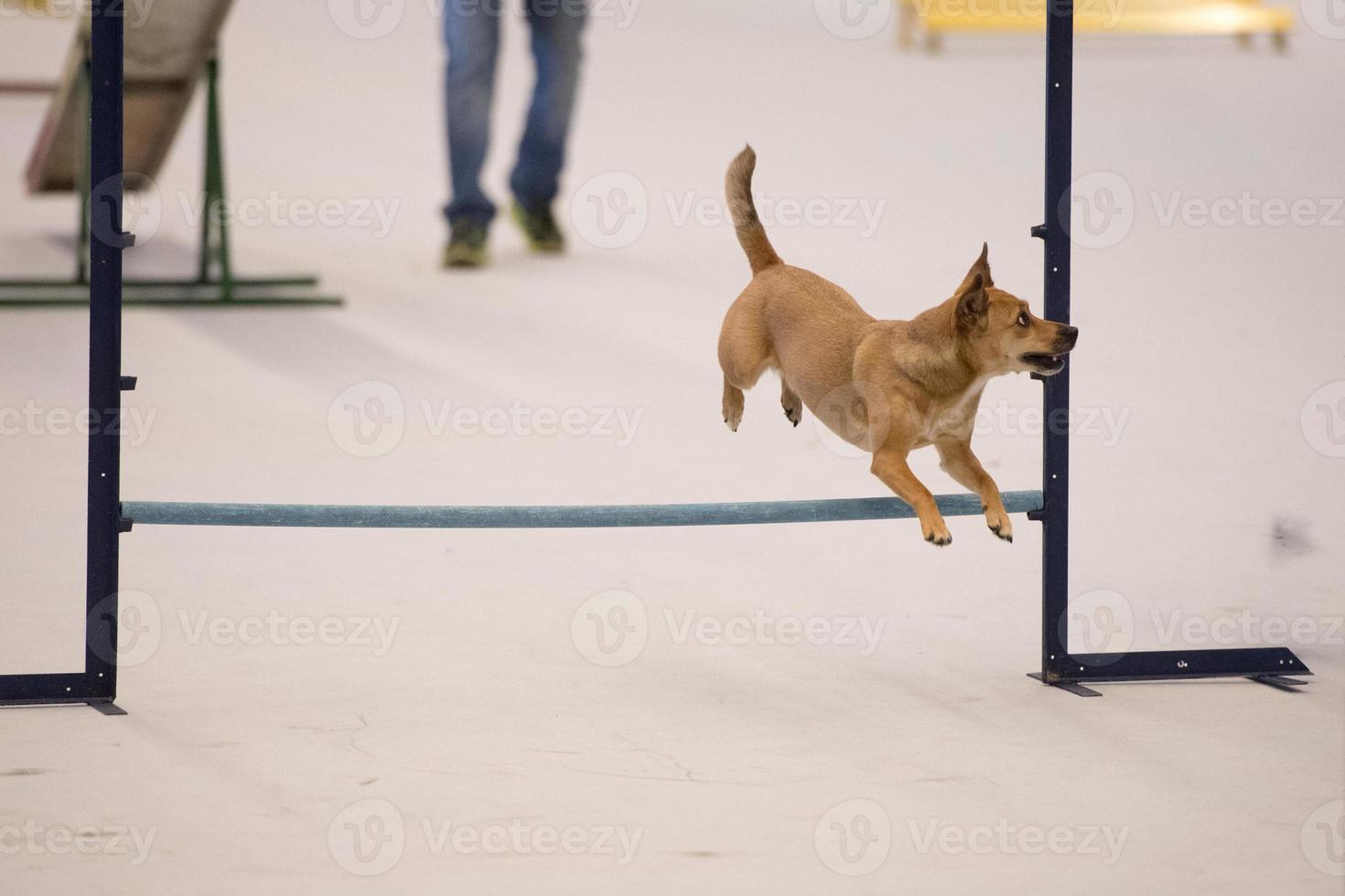 Jack russel dog while jumping photo