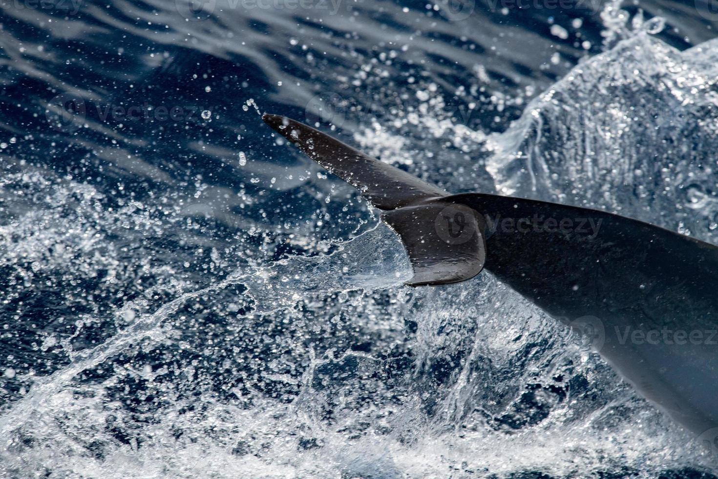 Dolphin while jumping in the deep blue sea photo