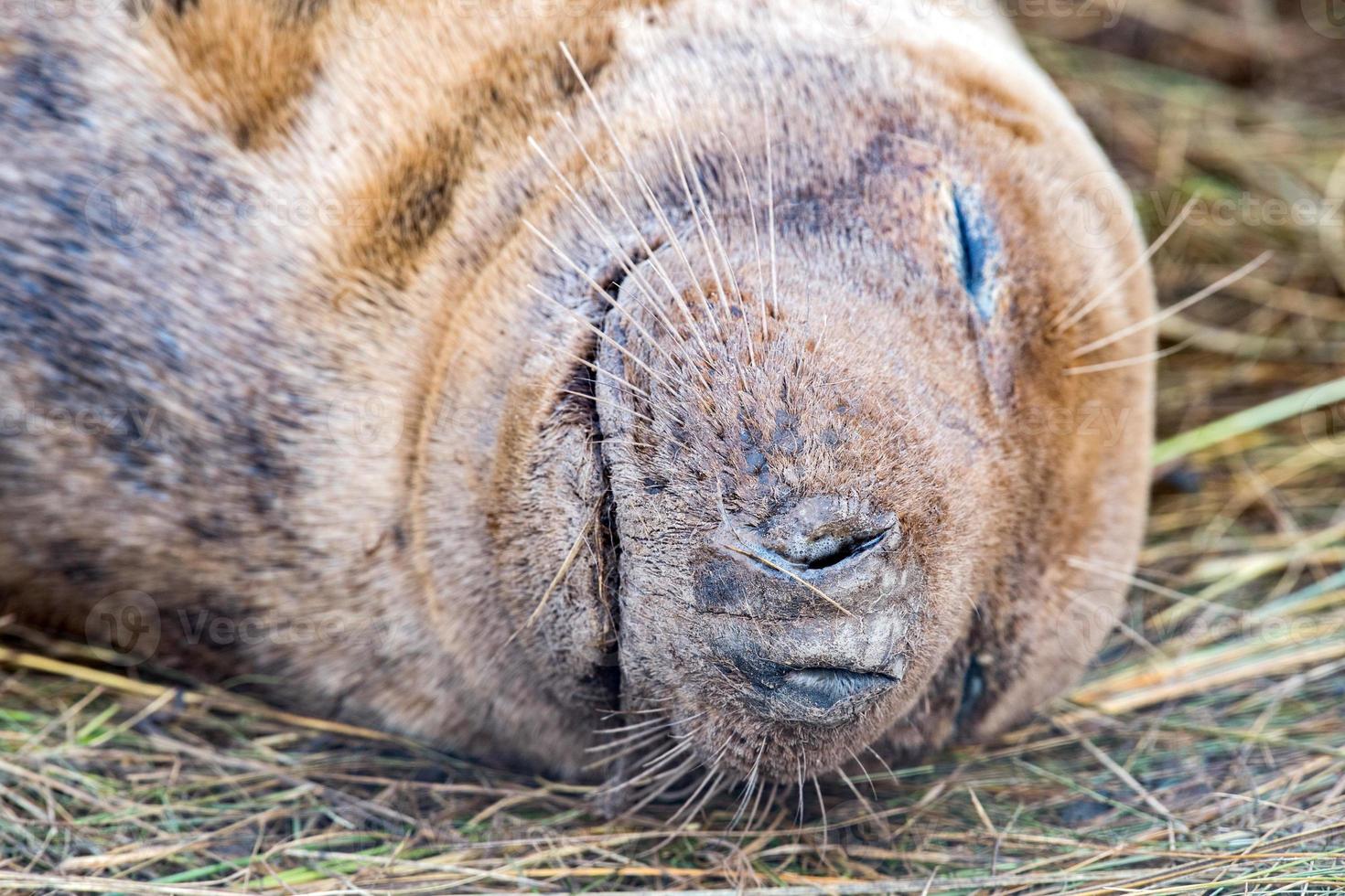 toro de foca gris mientras te mira foto