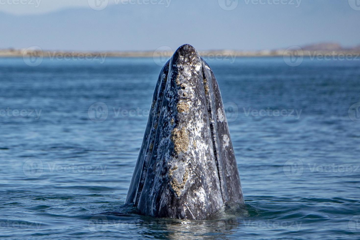 curiosa nariz de ballena gris viajando océano pacífico foto