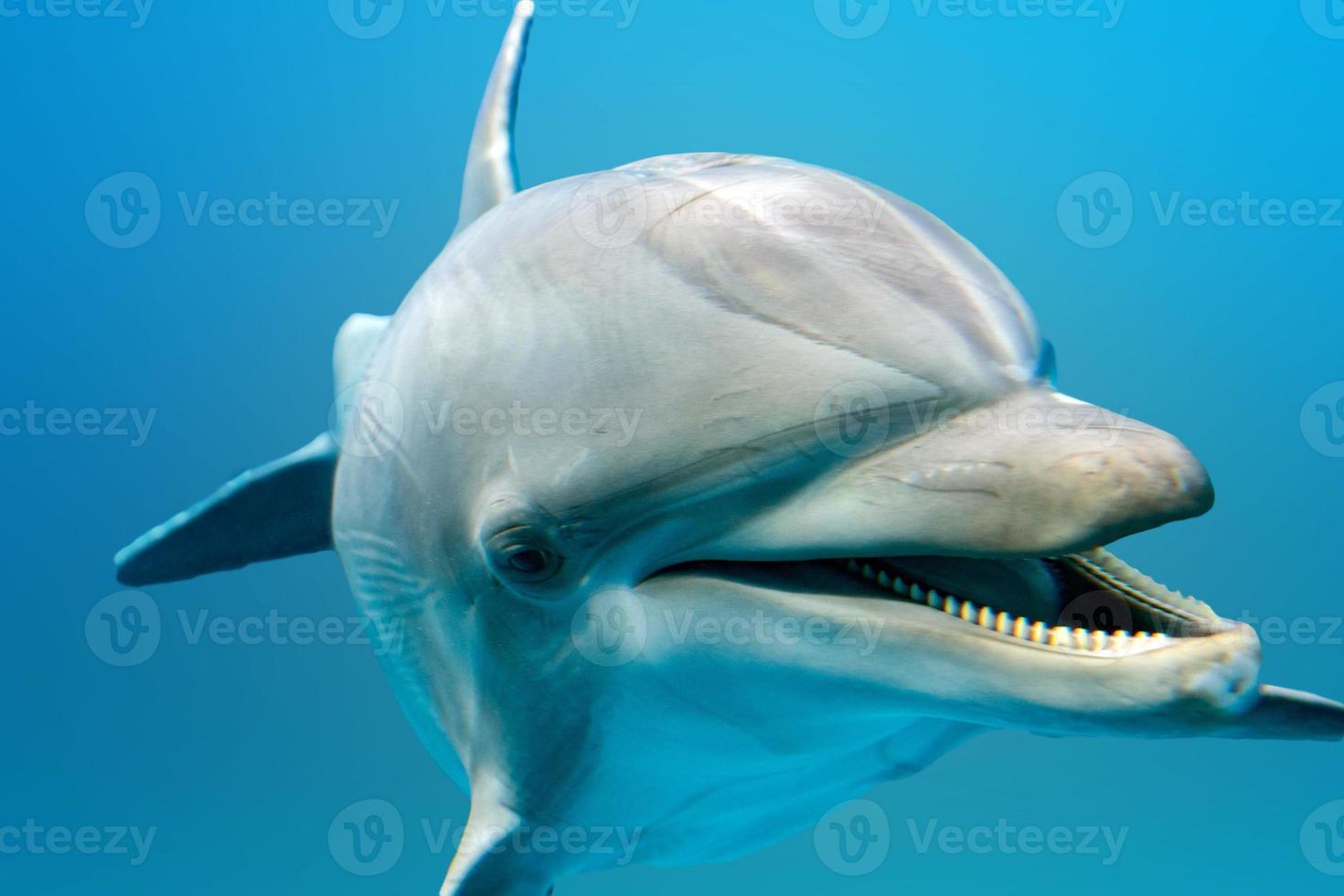 dolphin smiling eye close up portrait detail photo