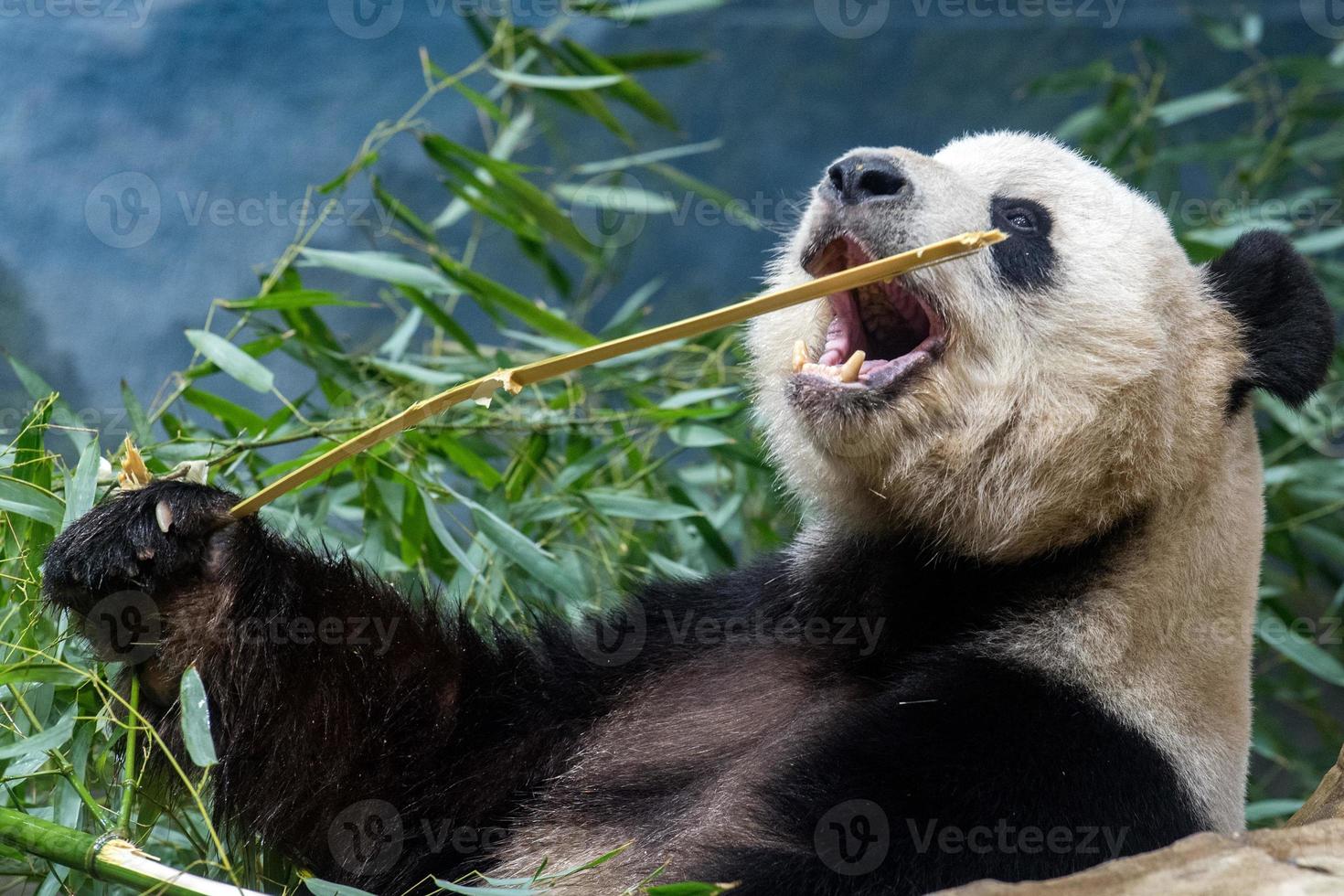 giant panda while eating bamboo photo