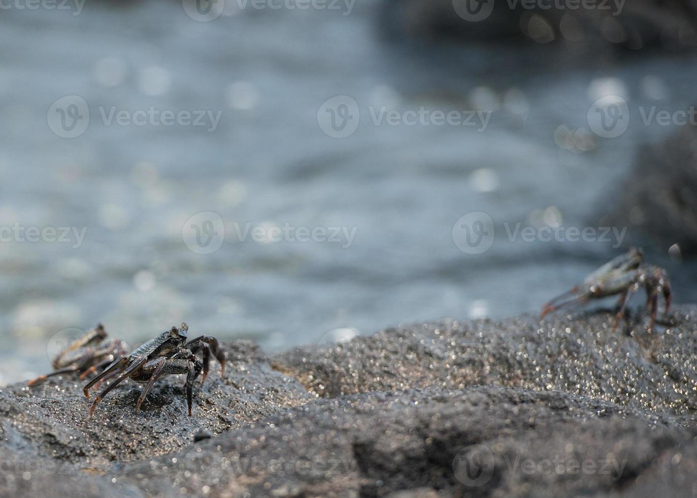 cangrejo en las rocas de lava en hawaii foto