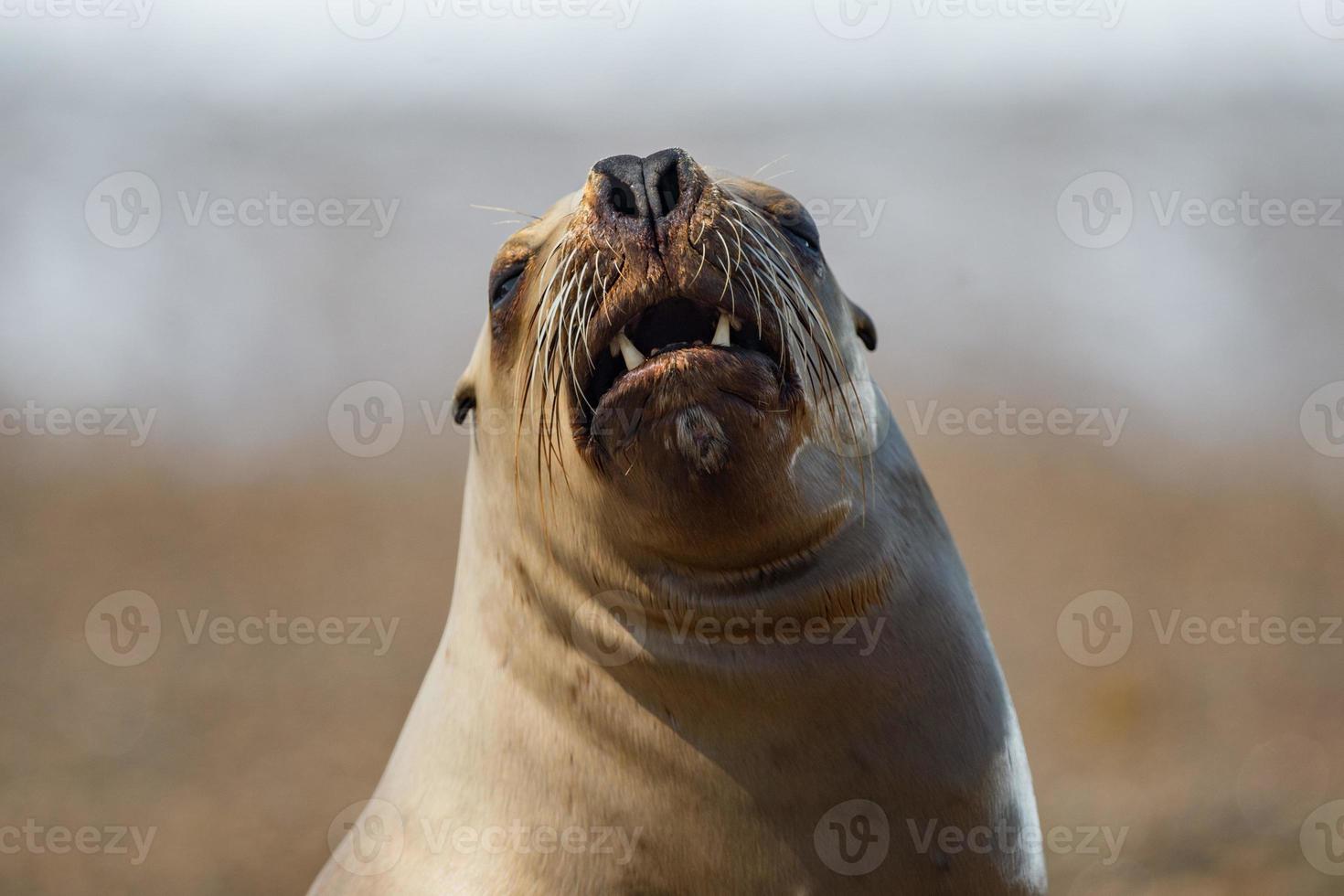Roar of sea lion seal photo