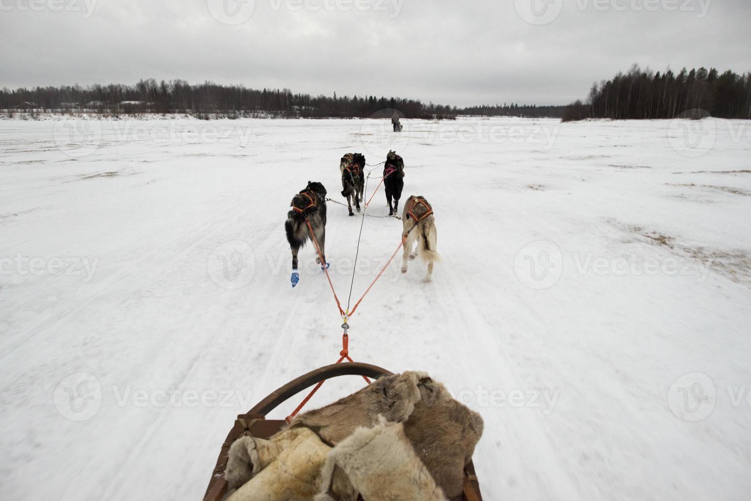 sledding with husky dogs in lapland photo