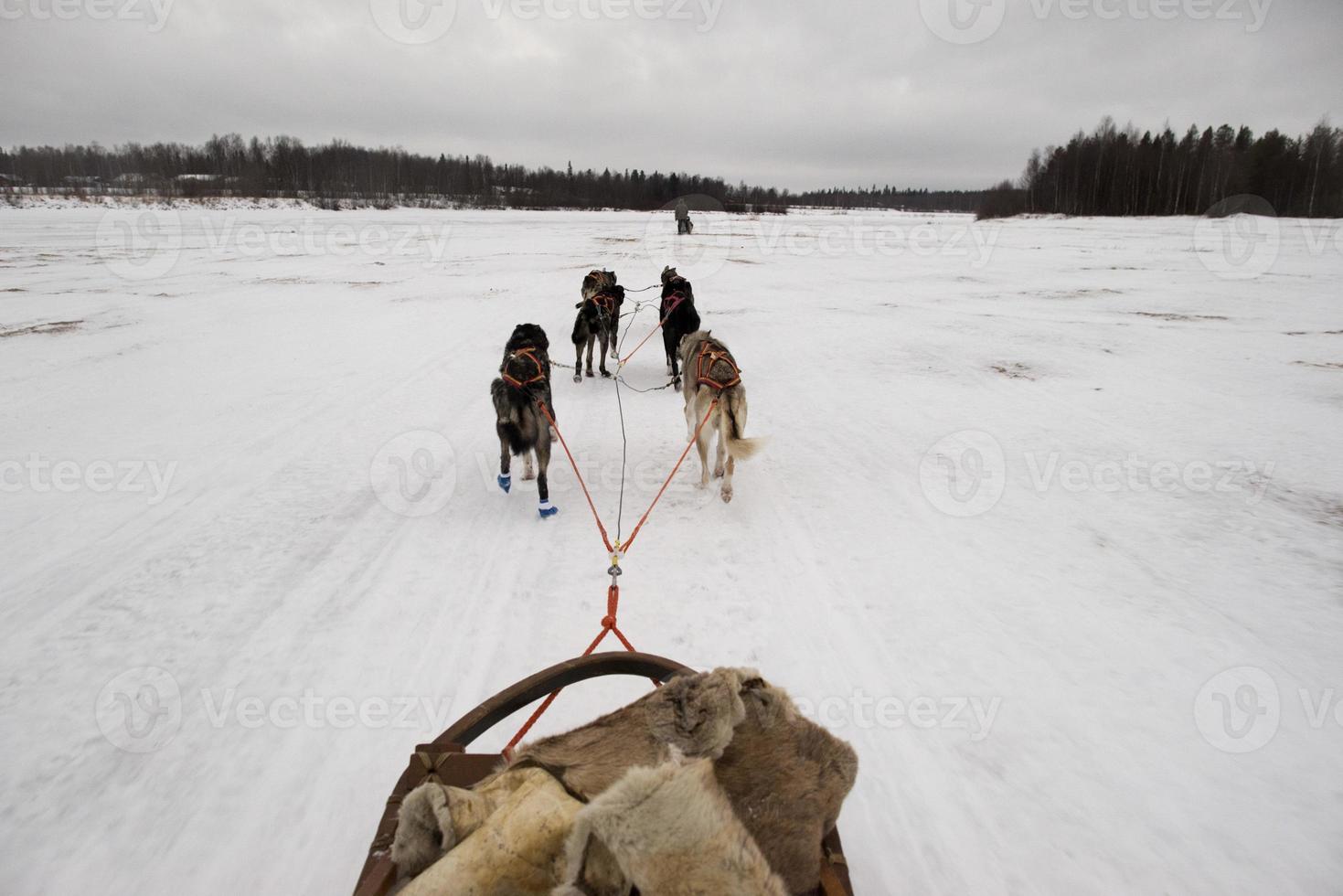 Sled dog while running on the snow photo