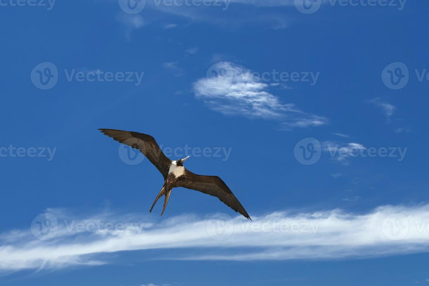 Gannet Bird while flying photo