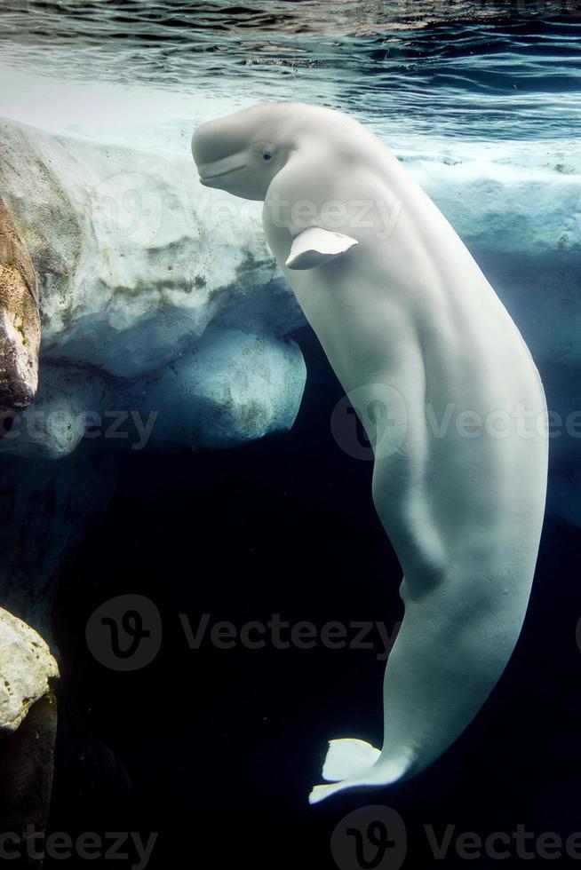 retrato de delfín blanco de ballena beluga foto