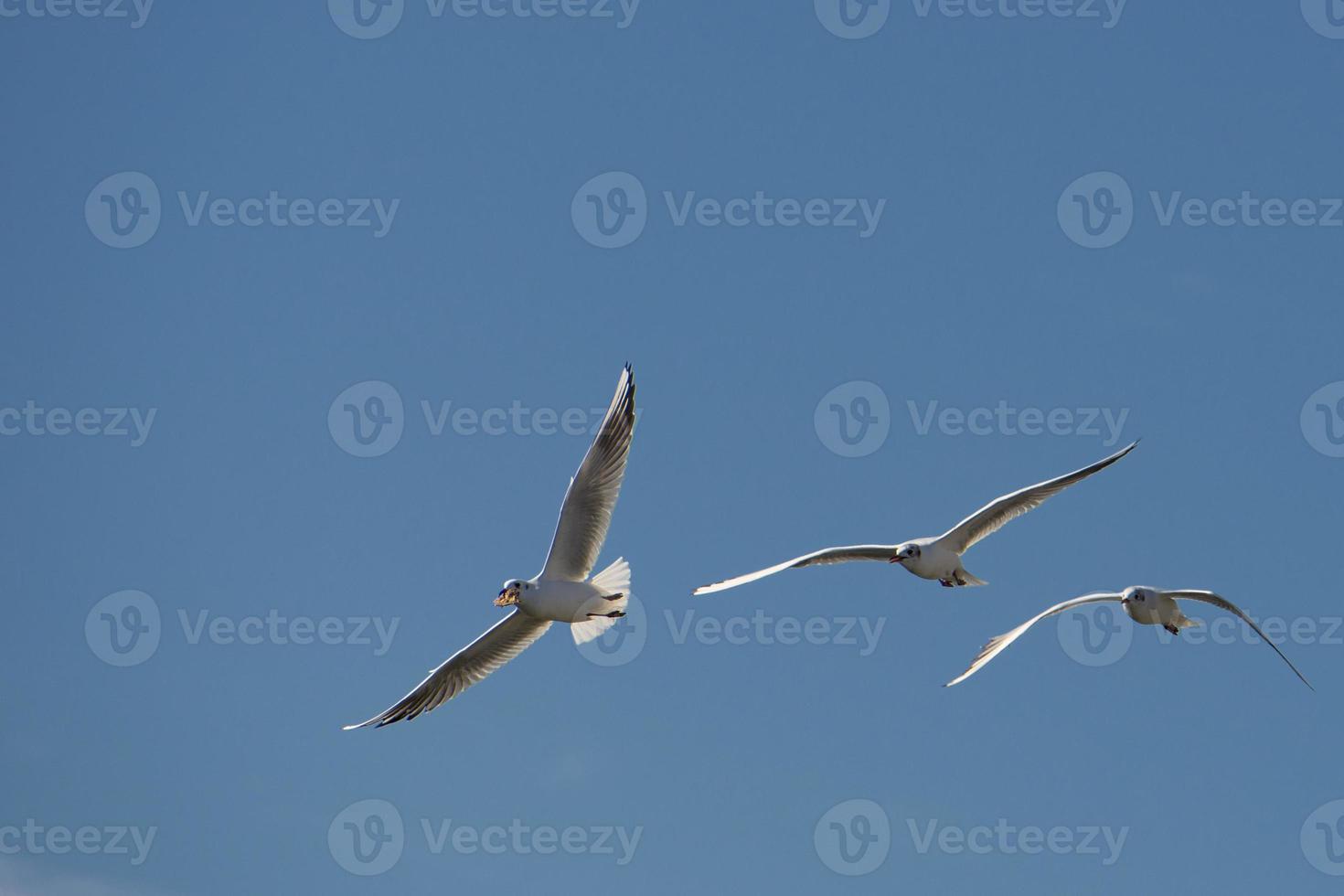 Seagull chase in the blue sky background photo