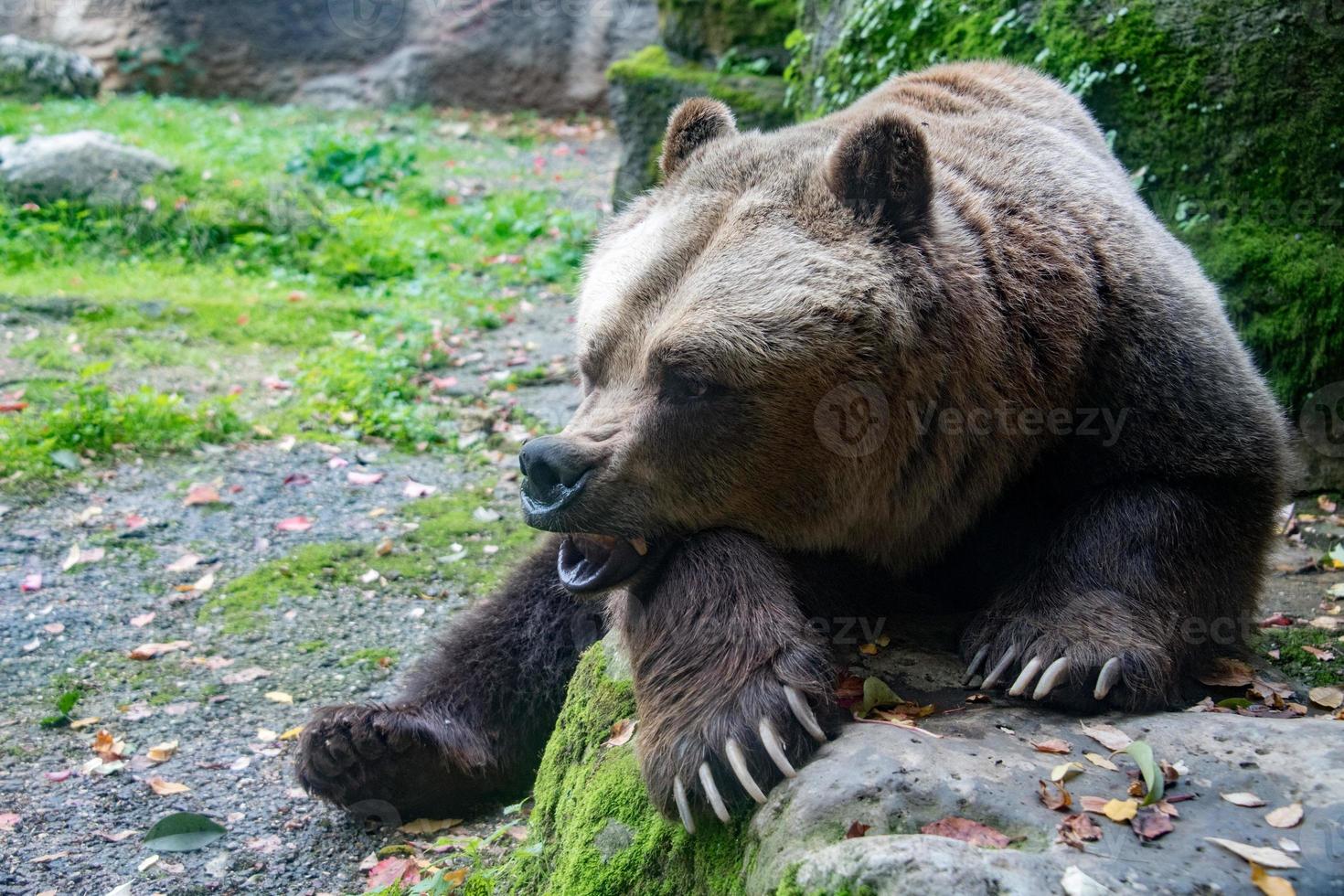 oso pardo grizzly en el fondo del bosque foto