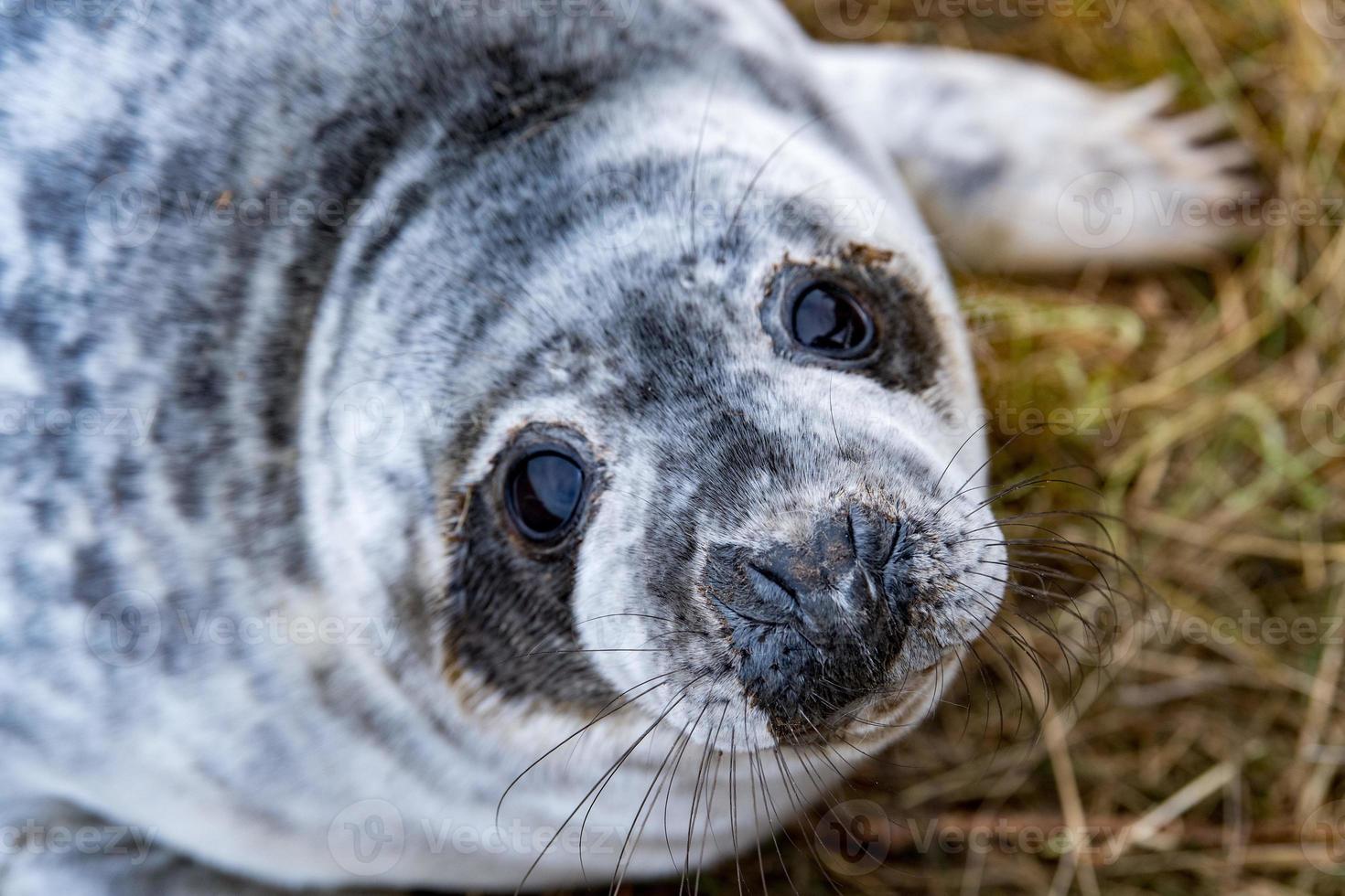 grey seal puppy while looking at you playing hide and seek game photo