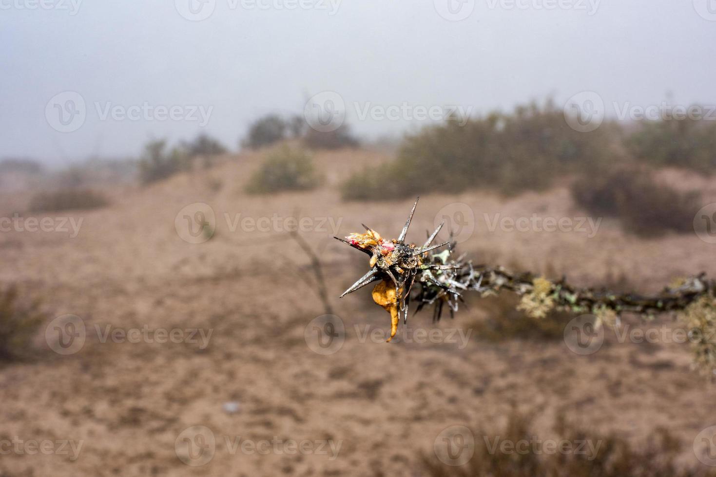 California Cactus in the fog background photo