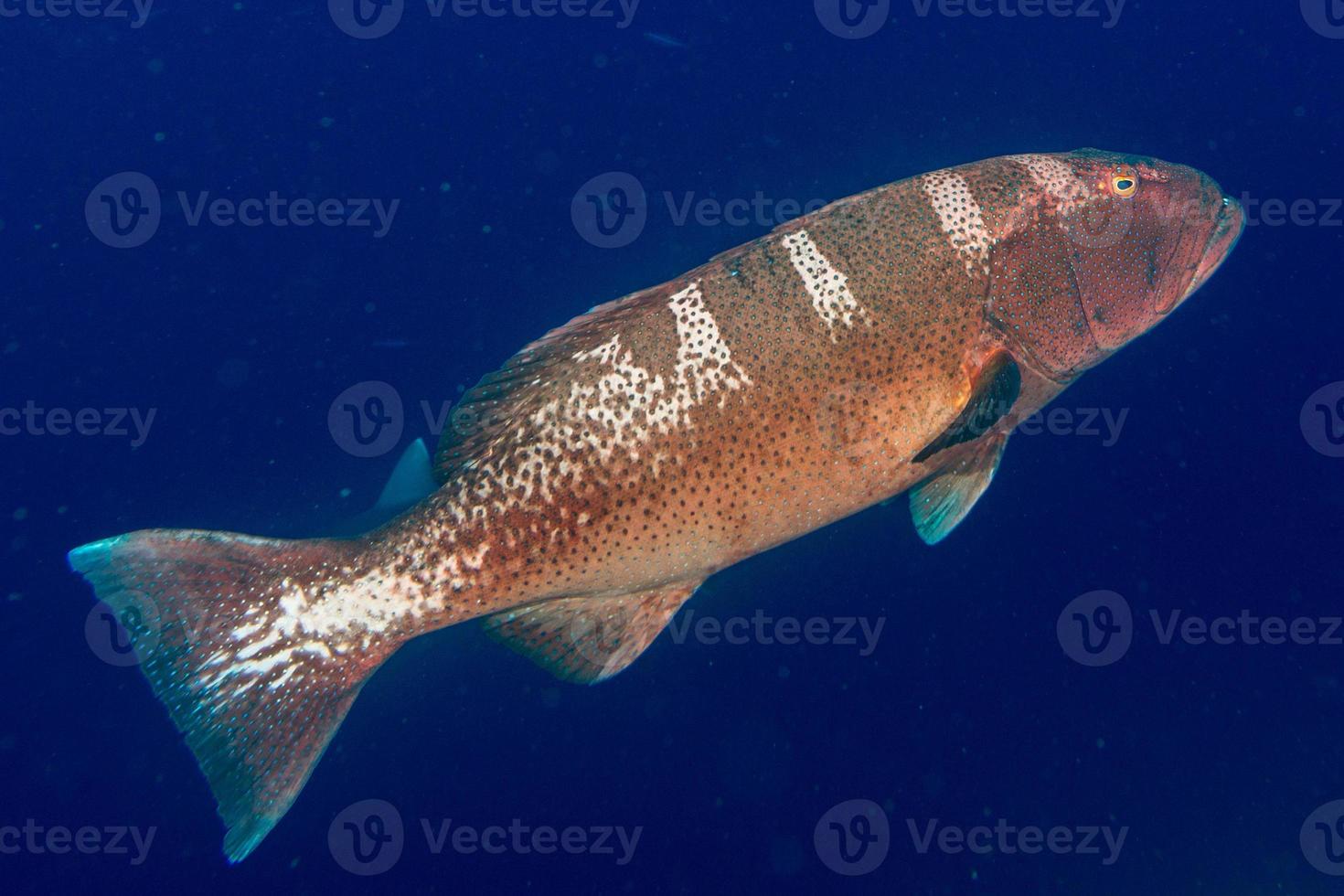 colorful grouper isolated on ocean photo