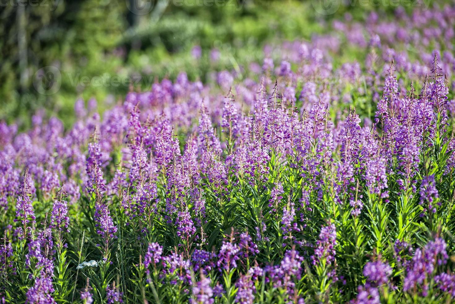 fire weed flowers photo