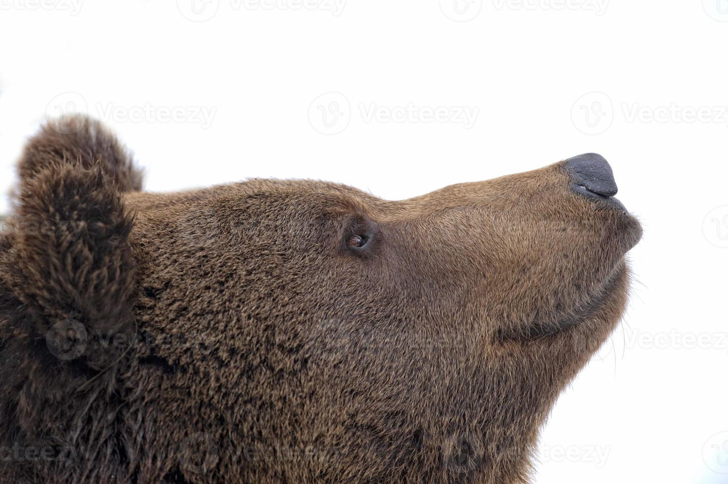 Black bear brown grizzly portrait in the snow while looking at you photo