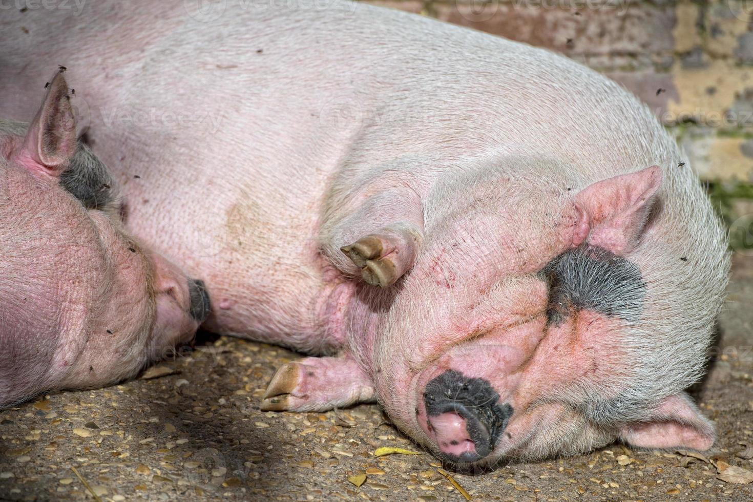 cerdos rosas mientras duermen fuera de la granja foto