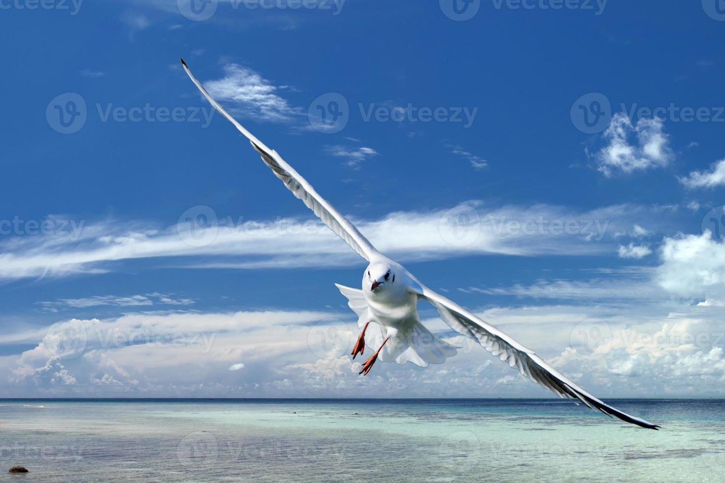 Seagull flying to you in the blue sky tropical paradise background photo