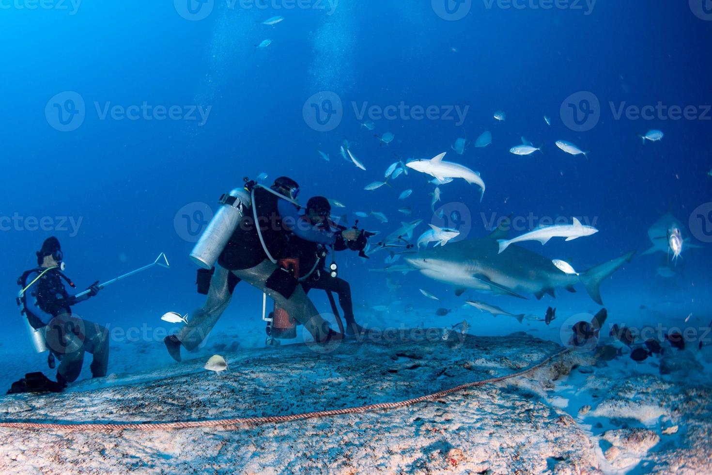 bull shark while shark feeding photo