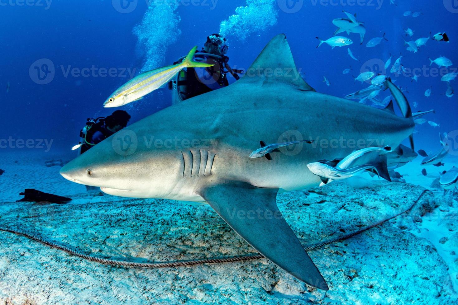 tiburón toro mientras se alimenta de tiburones foto