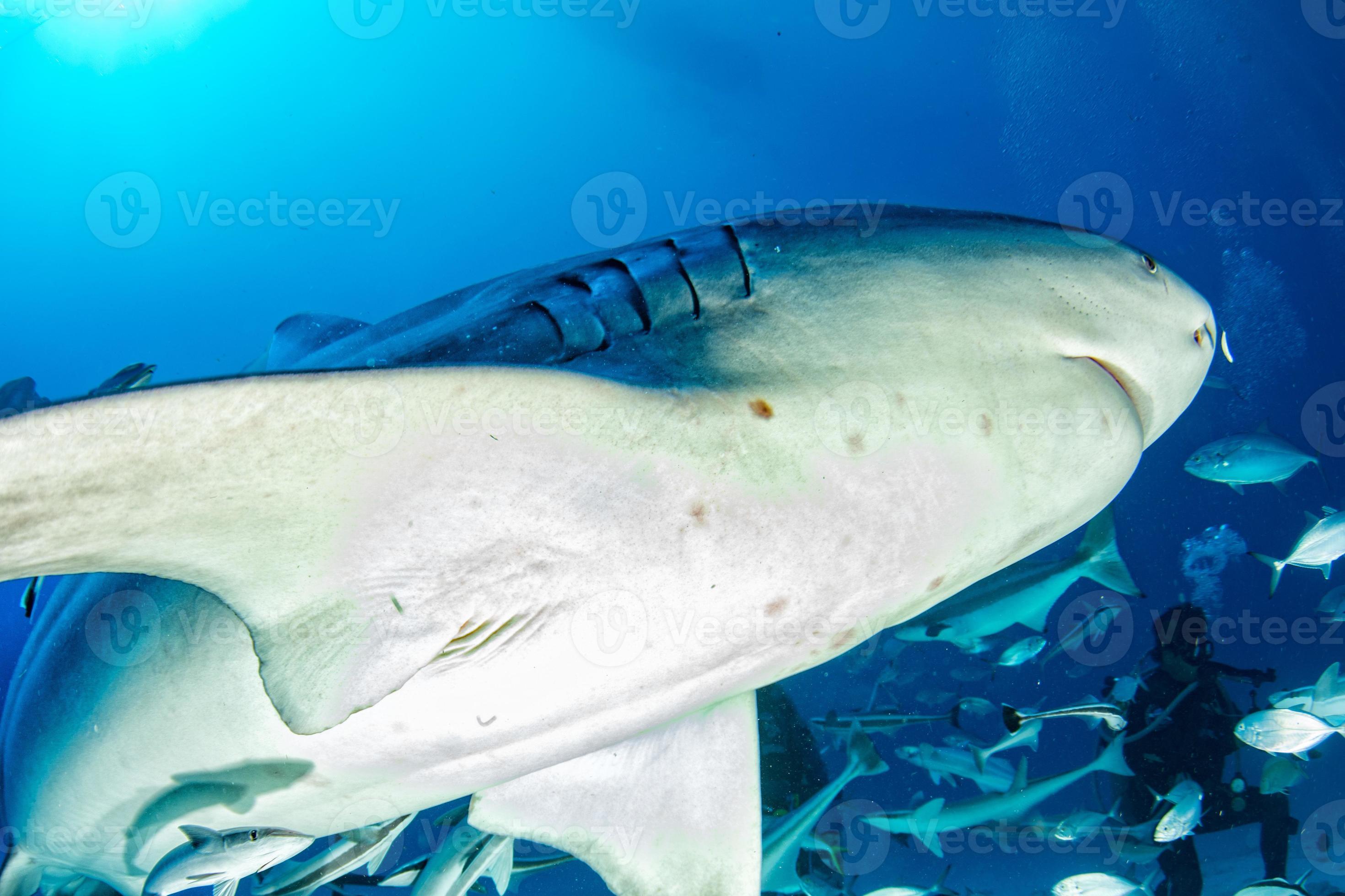 bull shark while ready to attack while feeding 12212620 Stock Photo at