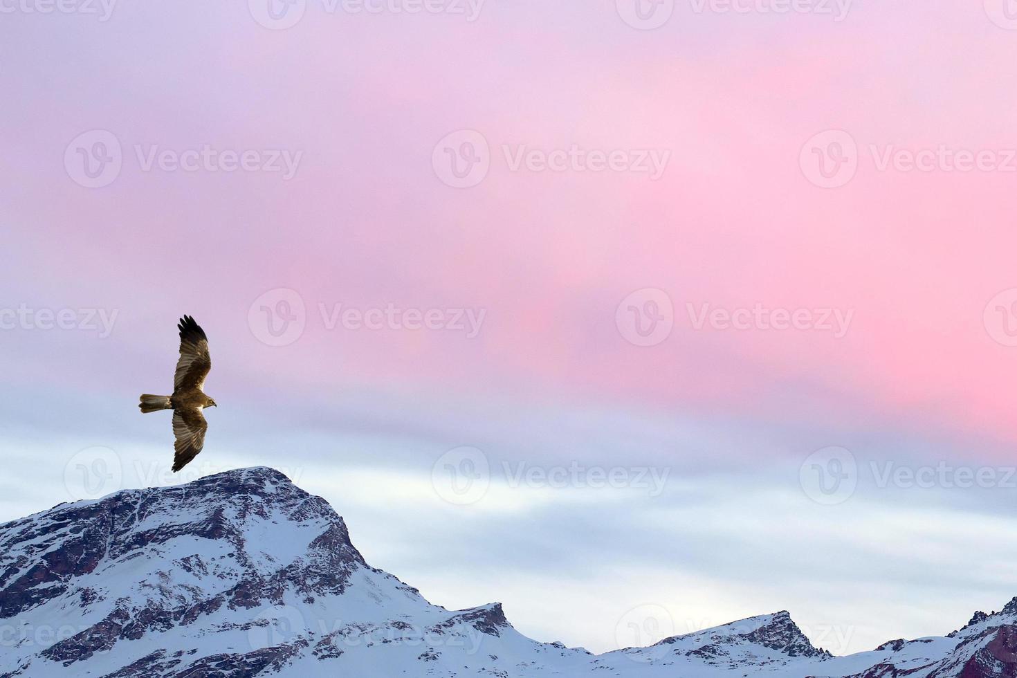 A kite eagle osprey on the sunset mountain pink sky background photo