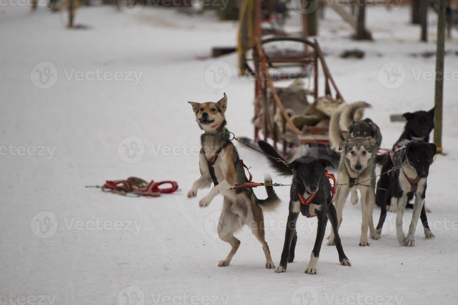 sledding with sled dog in lapland in winter time photo