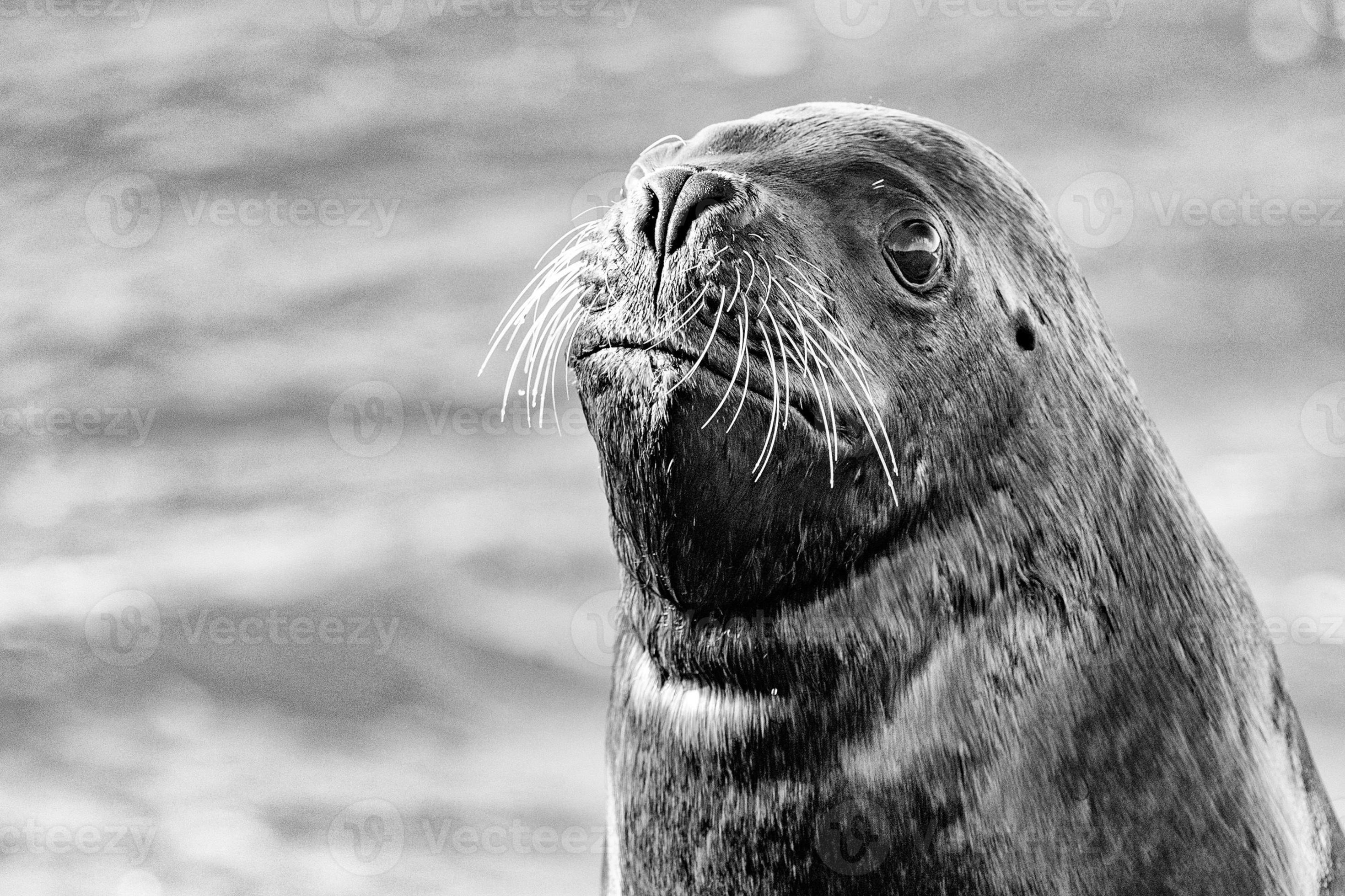 sea lion seal on the beach close up portrait 12212631 Stock Photo at