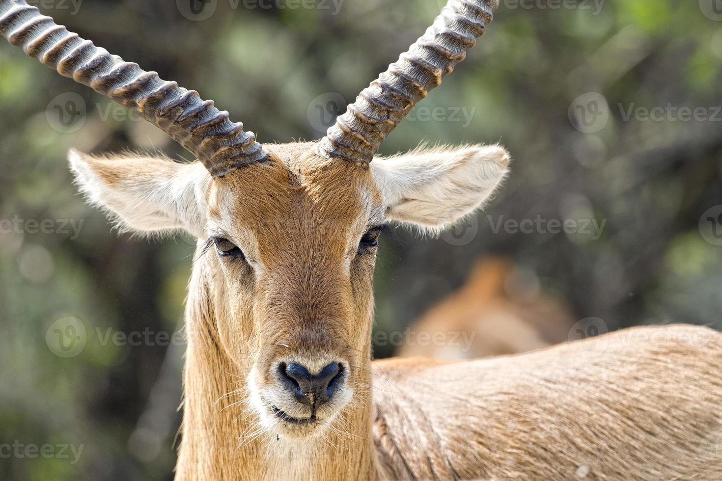 wild impala portrait photo