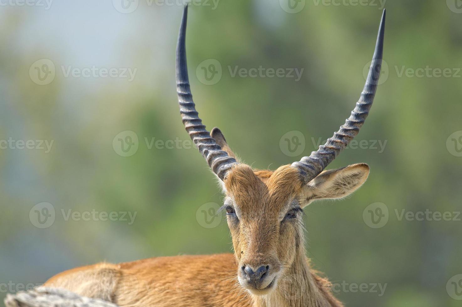 retrato de impala salvaje foto