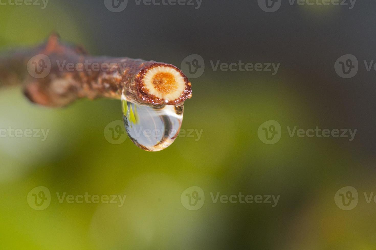 raindrops on a leaf photo