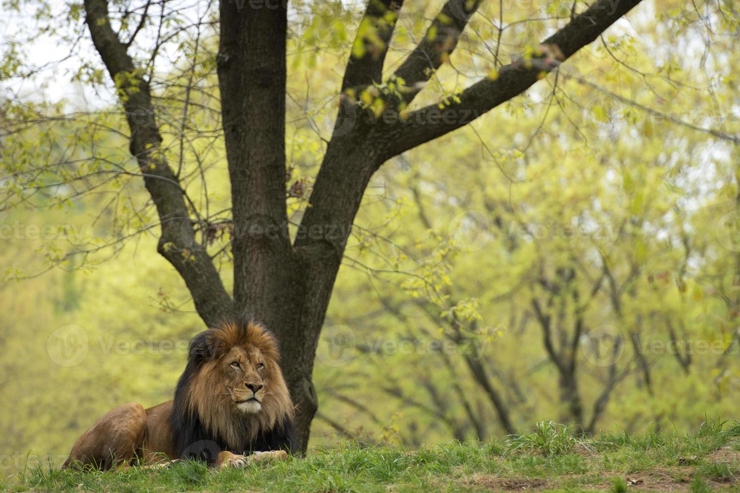 male lion on forest savana background photo