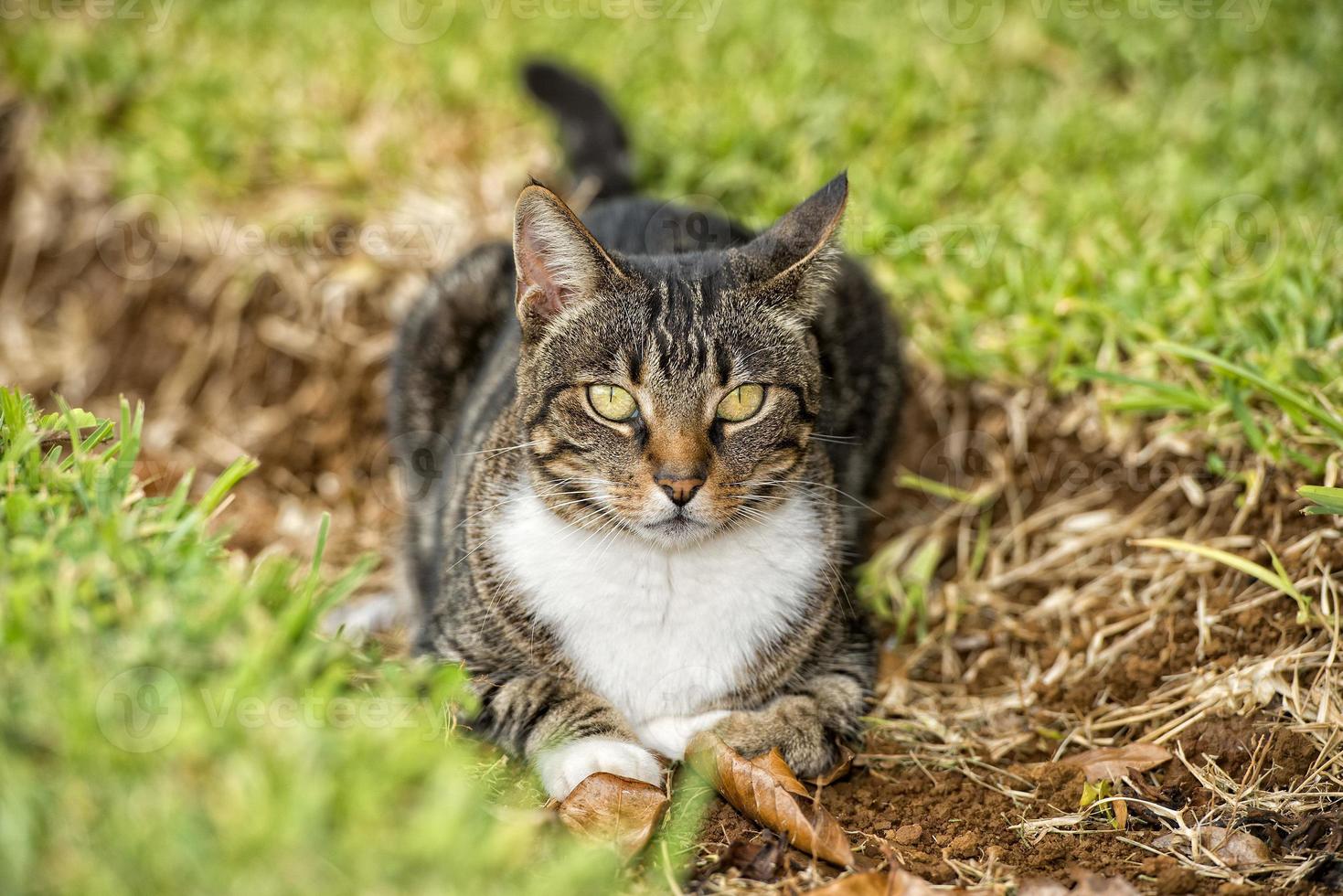 cat looking at you on the grass background photo