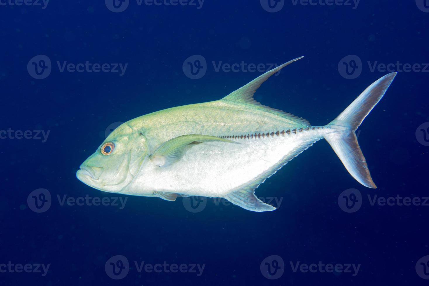 Giant trevally tuna caranx fish photo