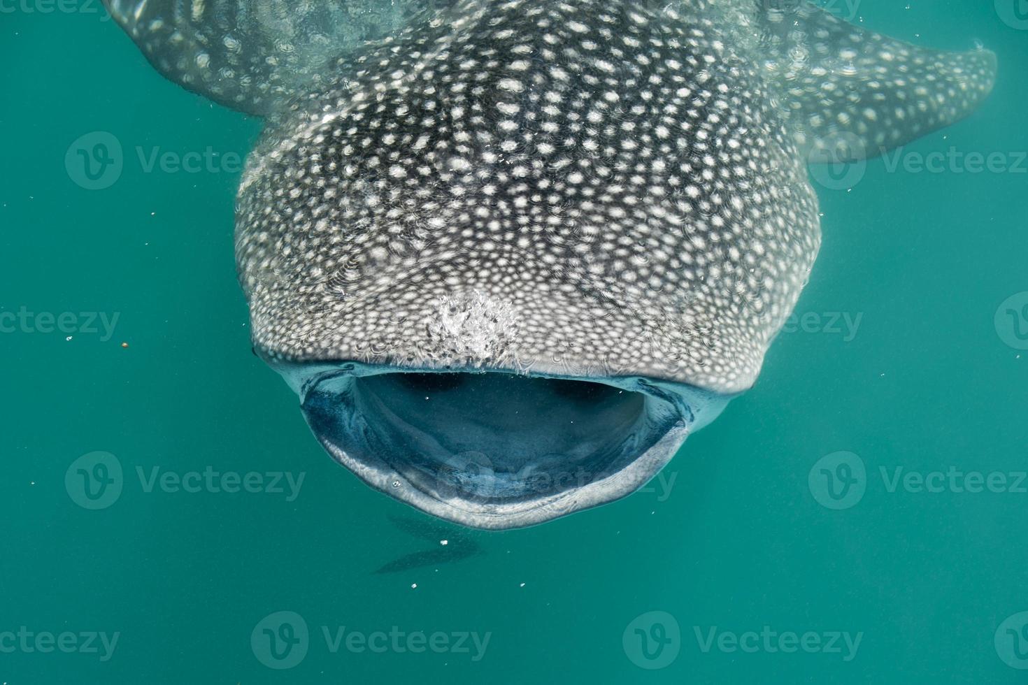 Whale Shark while eating 12213444 Stock Photo at Vecteezy