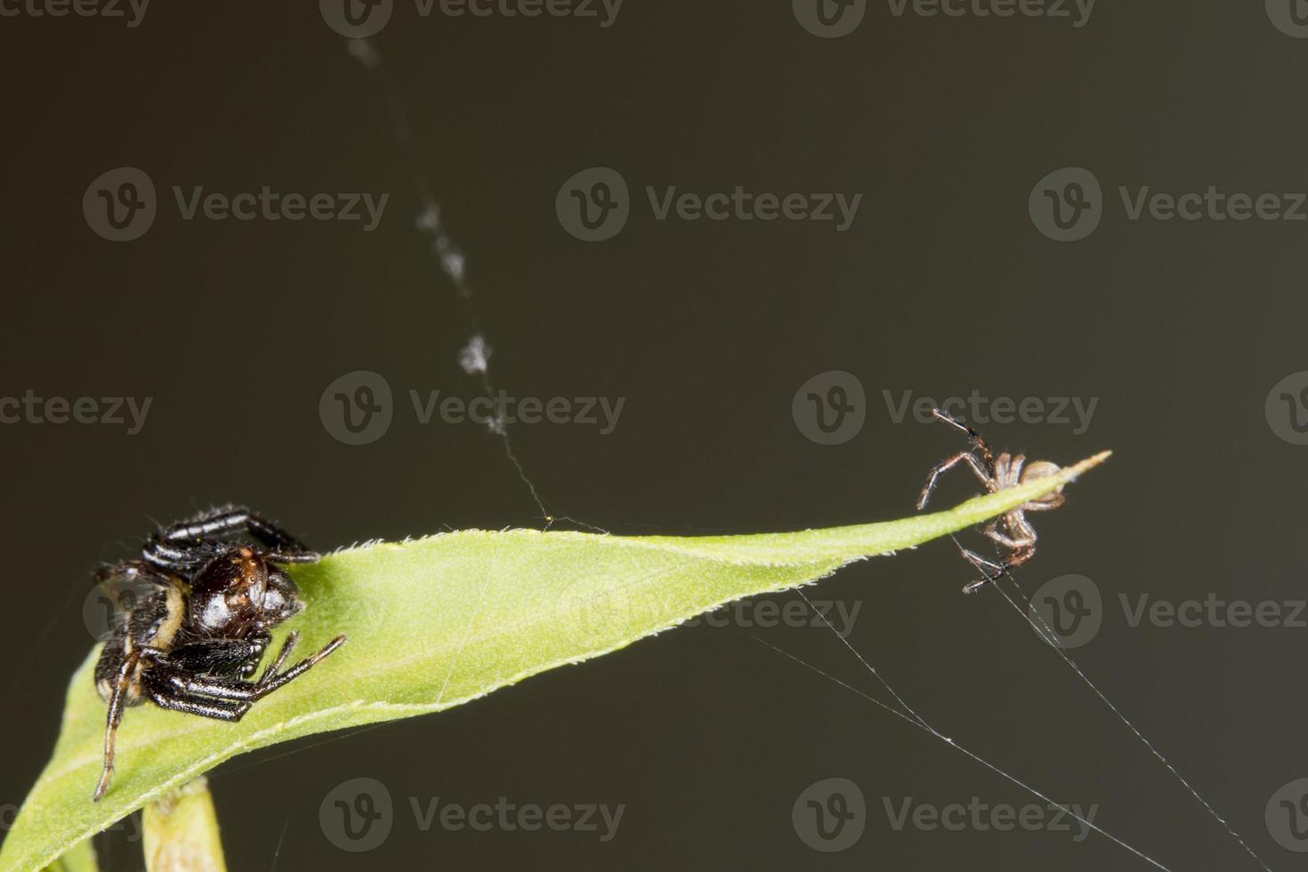 familia de arañas en una hoja foto