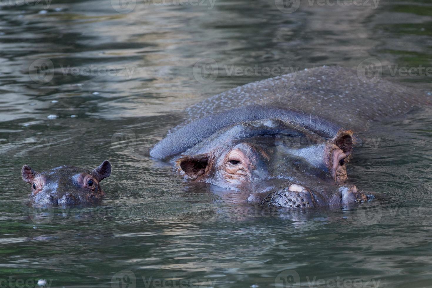 retrato de hipopótamo de bebé y madre grande foto