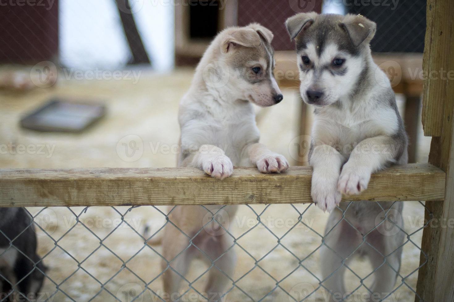 puppy two months old husky dog photo