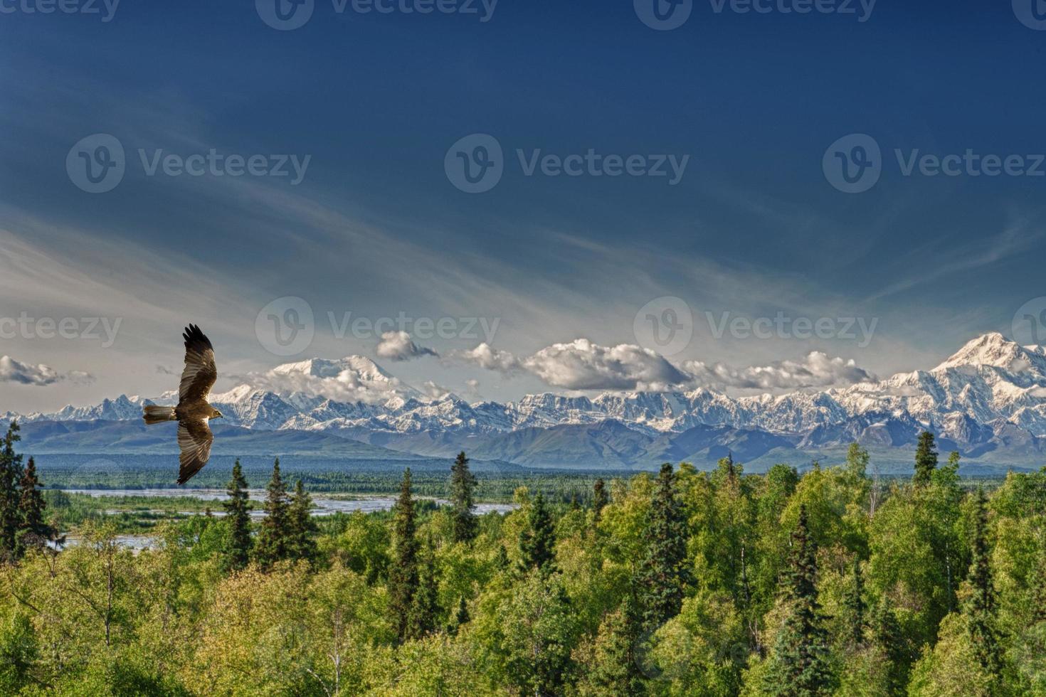 A kite eagle osprey on the Alaska deep blue sky background photo