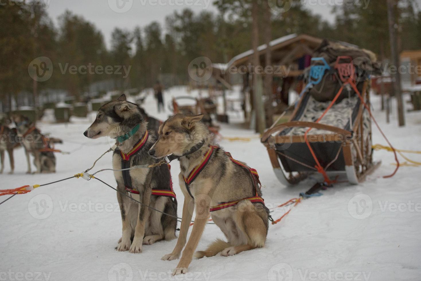 sledding with sled dog in lapland in winter time photo