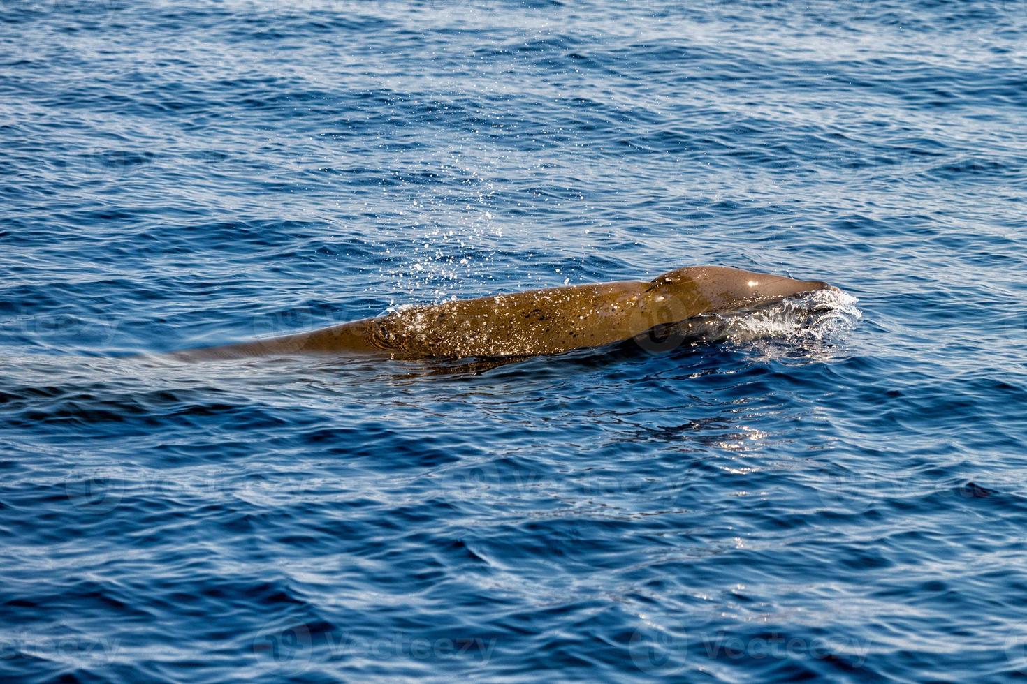 Rare Goose Beaked whale dolphin Ziphius cavirostris photo