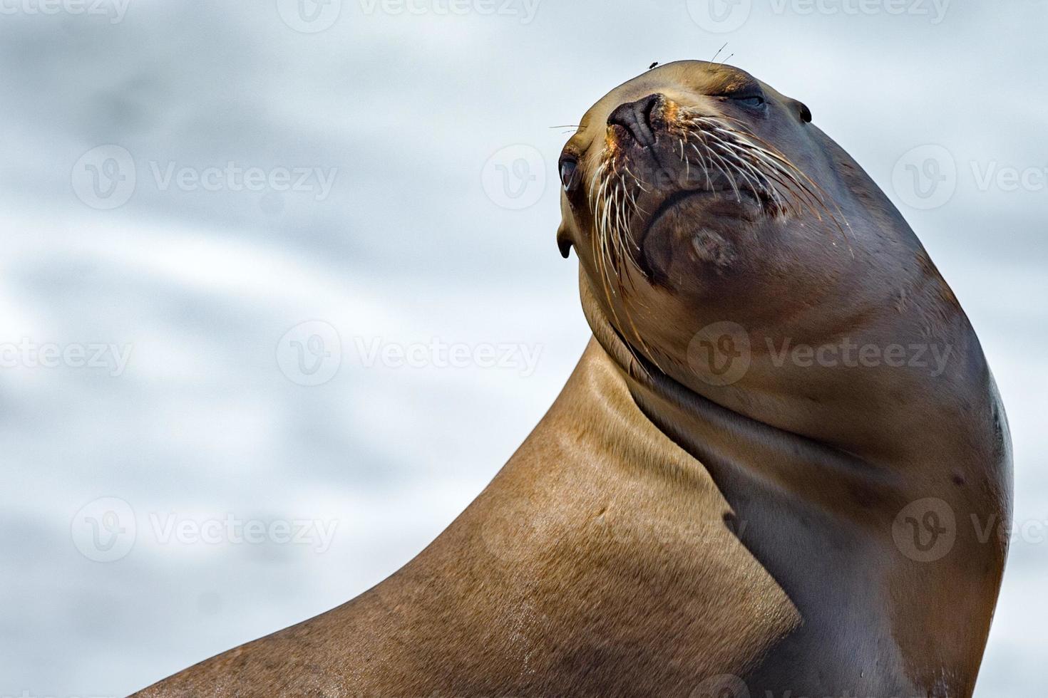 sea lion seal on the beach close up portrait photo