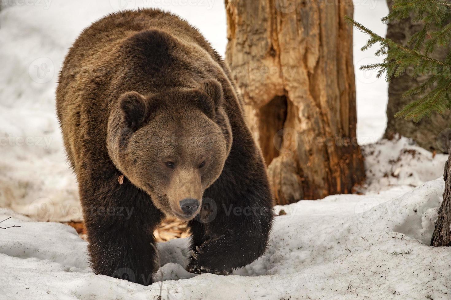 retrato de oso en la nieve foto